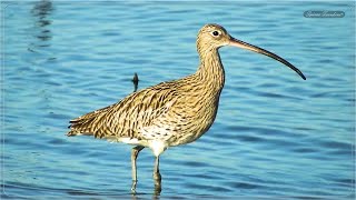 Τουρλίδα  Πουλιά Τουρλίδες  Eurasian Curlew bird [upl. by Ayhtnic542]