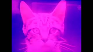 Meow Mix Commercial Blue Box Flavors in Pink And Purple TV [upl. by Clinton]