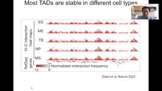 STAT115 Chapter 153 Topologically Associating Domains [upl. by Naitsihc280]