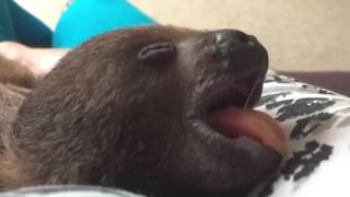 Flash the baby sloth yawning [upl. by Anauqat]