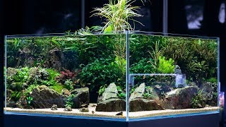 BEAUTIFUL AQUASCAPE with 360 view  Cinematic short by Green Aqua [upl. by Litnahs]