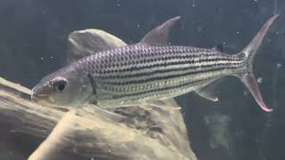 Vitatus African tiger fish 7 inch rivermonster [upl. by Eiramlehcar]