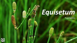 Equisetum [upl. by Bartlett]