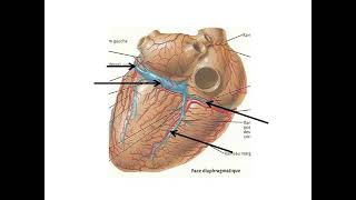 La circulation coronaire artères et veines coronaires  que lessentiel [upl. by Aisayn]