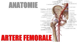 ANATOMIE  Vaisseaux du membre inférieur  1 Artère fémorale [upl. by Attenej414]