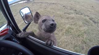 Curious spotted hyena jumps on car  Ngorongoro Crater [upl. by Toms]