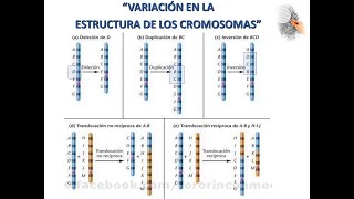 Alteracion Estructura Cromosomas [upl. by Ynatsed]