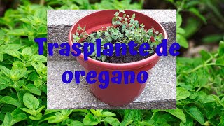 Como Trasplantar una planta de Oregano [upl. by Yme25]