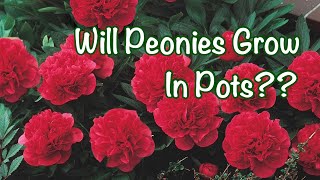 Peonies in pots vs peonies in a bed A nursery experiment PART 3 [upl. by Itch]