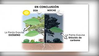 la Respiración y Excreción de las plantas [upl. by Cressy]