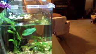 How I do a quick water change [upl. by Ahsaele718]