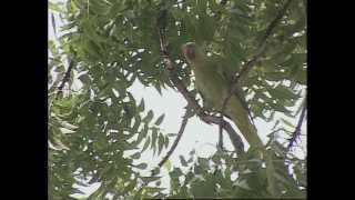 Kalbelia folk songs and dances of Rajasthan [upl. by Frodine]