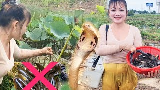 Thăm Lờ Cá Lóc Thất ThuXanh Mặt Khi Đụng Độ Với Rắn Ẩn Nấp Duới Đám Sen Và Cái Kết [upl. by Dora]