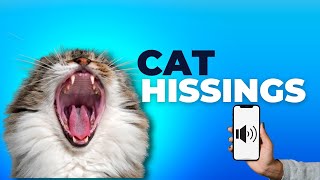 Cat Hissing and Growling Sound effects to get your Cats Attention [upl. by Wiskind]