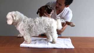 Dog vs Lump 2 HD how to destroy cysts amp tumours histiocytoma [upl. by Ydal]