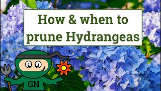 How and when to prune Hydrangeas [upl. by Honeyman]