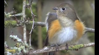 Red flanked Bluetail Marshfield Gloucestershire [upl. by Jansson1]