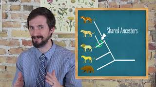 How to Read Phylogenetic Trees Cladograms  Very Clear Explanation [upl. by Raines]