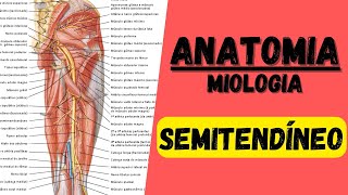 Mús SEMITENDÍNEO  Miologia 21 do membro inferior  Anatomia [upl. by Nailij]