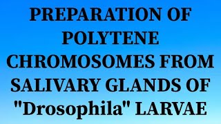 PREPARATION OF POLYTENE CHROMOSOMES FROM SALIVARY GLAND OF Drosophila LARVAE ZOOLOGY PRACTICAL [upl. by Pampuch]