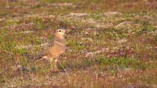 Mornellregenpfeifer auf dem Batsfjordfjellet Teil 1  3  Dotterel  Guignards [upl. by Wey822]