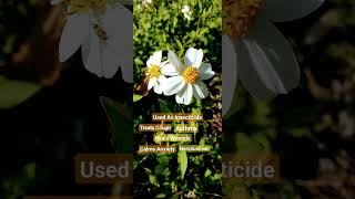 Oxeye Daisy Edible amp Medicinal [upl. by Ttezil]