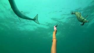 Imagens subaquaticas no Tejo e Sado de Chocos Robalos Douradas Corvinas e mais muito mais [upl. by Nothgiel]