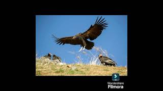 ANDEAN CONDOR BIRD  DR SKSINGH CHANNEL JAI SHREERAM [upl. by Einner]