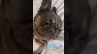 🐶Fluffy French bulldog Pregnant🥰 puppies soon 🔜 fluffyfrenchbulldog  fluffypuppies [upl. by Aloise512]