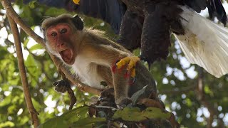 The Philippine Eagle  Discovery Channel  Eagle Hunting  Eagle Documentary  Wild Species [upl. by Gabbi344]