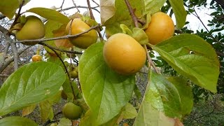 un arbre  le plaqueminier  un fruit  le kaki [upl. by Nesiaj]