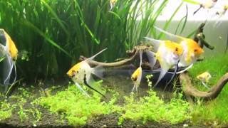 Natural Planted Angelfish Tank June 2016 [upl. by Carita]