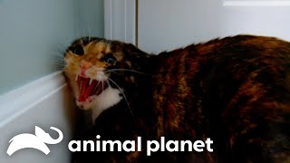 Mia Overcomes Her PTSD  My Cat From Hell  Animal Planet [upl. by Haman378]