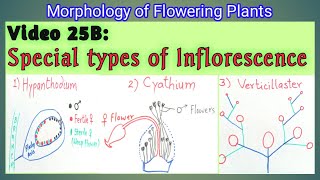 SPECIAL TYPES OF INFLORESCENCE  Hypanthodium Cyathium and Verticillaster Inflorescence  NEET [upl. by Howie436]