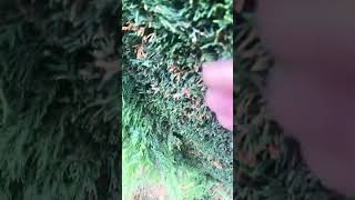 Where to cut a conifer hedge back to [upl. by Bonacci55]