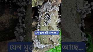 যেন মুক্তা ছড়িয়ে আছে [upl. by Zelma]