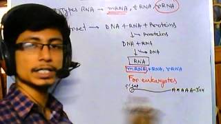 RNA purification [upl. by Hemphill]