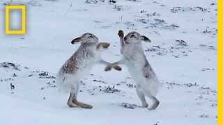 Boxing Match Watch Female Hare Punch Her Suitors  National Geographic [upl. by Eslehc905]