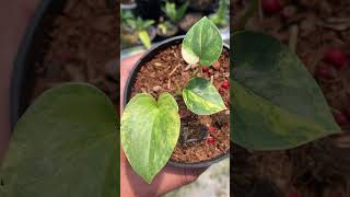 anthurium brownii variegated Rare plant [upl. by Ephram]