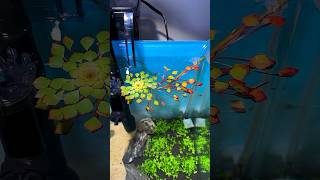 Ludwigia sedioides Humb amp Bonpl HHara aqauticplants fishtank toopa trending fishaquarium [upl. by Xylina]