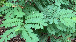 This weed grows out of control Here’s how to stop it black locustfalse acacia [upl. by Raven]