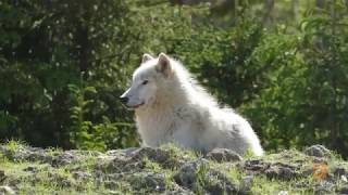 Les loups arctiques [upl. by Nosle]