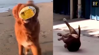 Attack Of The Funny Dogs I The Best Videos About Dogs short Honest Audio Beast Fails ​ [upl. by Sugna]