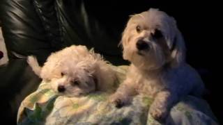 Bichon Maltais  Mes Adorables Petits Bichons [upl. by Naitsirhk]