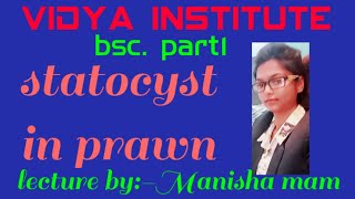 Statocyst in prawnpalaemon ByManisha mam [upl. by Yeliak]