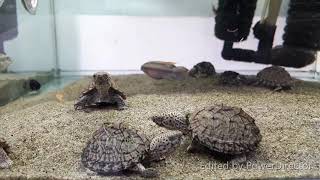 Razor backed musk turtle  Sternotherus carinatus  屋頂龜屋頂麝香龜剃刀麝香龜刀背麝香龜刀背蛋龜 [upl. by Massey153]