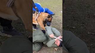 K9💥 Super Malinois Attack GUARDODESSA Police Dog Training Odessa Ukraine [upl. by Ociredef]