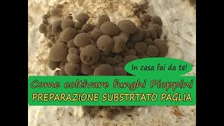 Come coltivare funghi pioppini in casa su paglia fai da te [upl. by Ticknor]