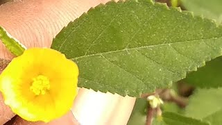 महाबला की पहचान और औषधिय फायदे  Sida rhombifolia Linn of benefits [upl. by Polak]