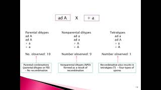 Tetrad analysis [upl. by Alemahs]